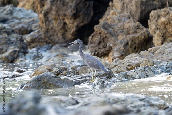 Obraz やんばるの海岸線のクロサギ