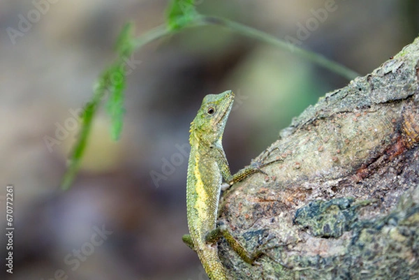 Obraz 比地大滝のオキナワキノボリトカゲ