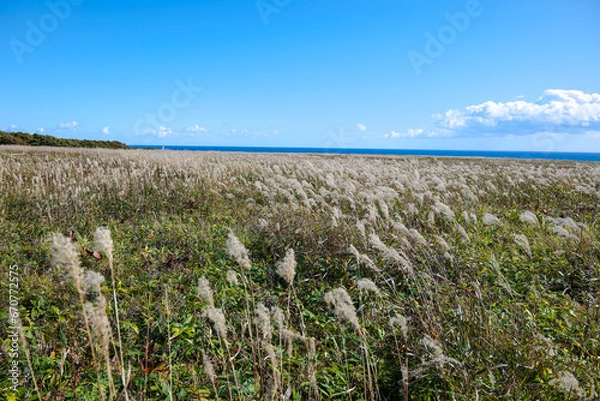 Obraz 秋の道東の平原