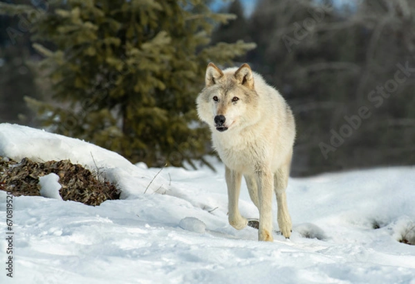 Fototapeta Arctic Tundra Wolf