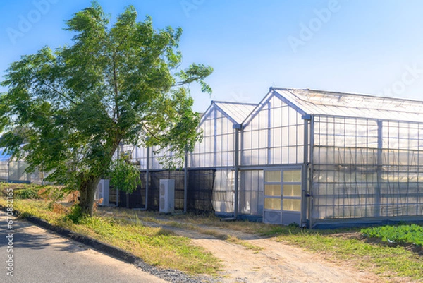 Obraz ビニールハウスのある風景