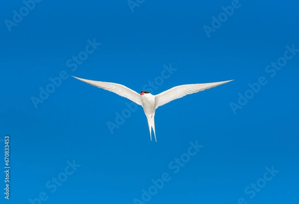 Fototapeta Arctic Tern