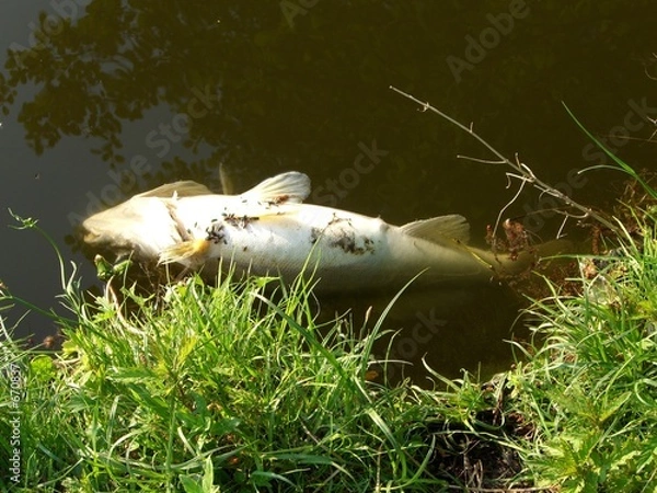 Obraz fischsterben (2)