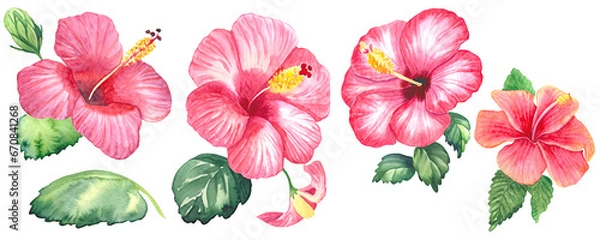 Obraz 水彩画のハイビスカス
