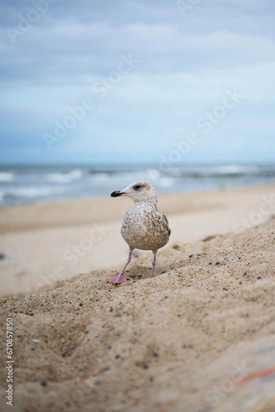 Obraz seagull on the beach