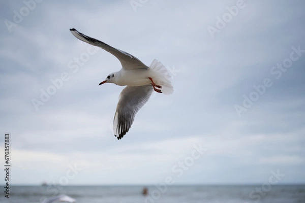 Obraz seagull in the sky