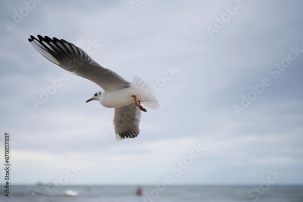 Obraz seagull in the sky