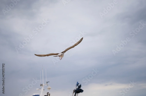 Obraz seagull in flight