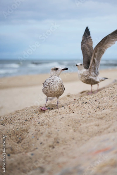 Obraz seagull on the beach