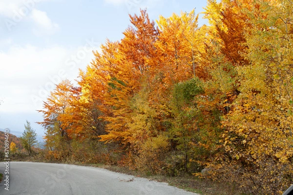 Fototapeta Woods in autumn