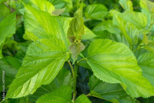 Obraz Mulberry leaf tree at field
