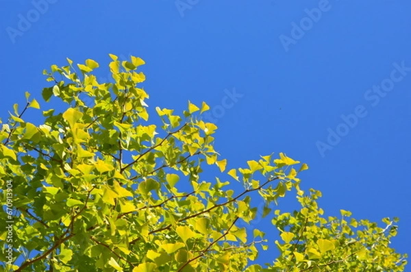 Fototapeta 秋晴れ空とイチョウの木