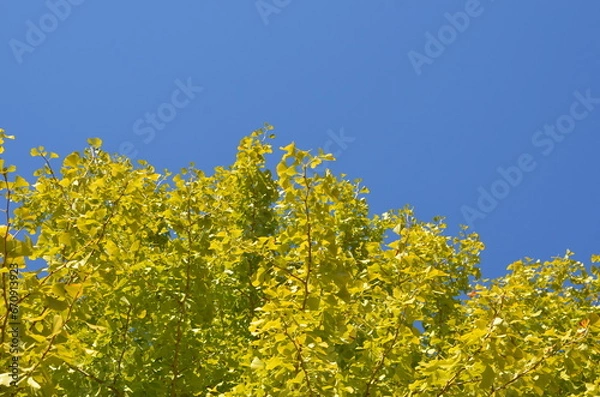 Fototapeta 秋晴れ空とイチョウの木