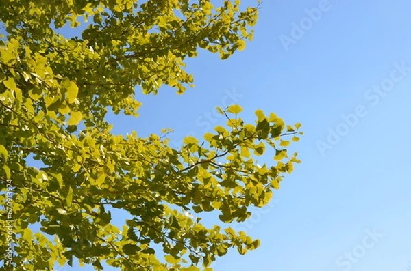 Fototapeta 秋晴れ空とイチョウの木