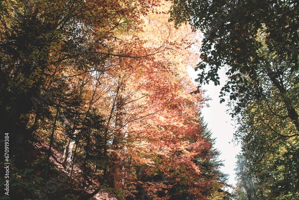 Obraz sunset in the forest