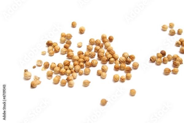 Obraz Nasiona kolendry