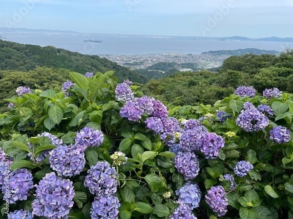 Fototapeta Hydrangea Flower