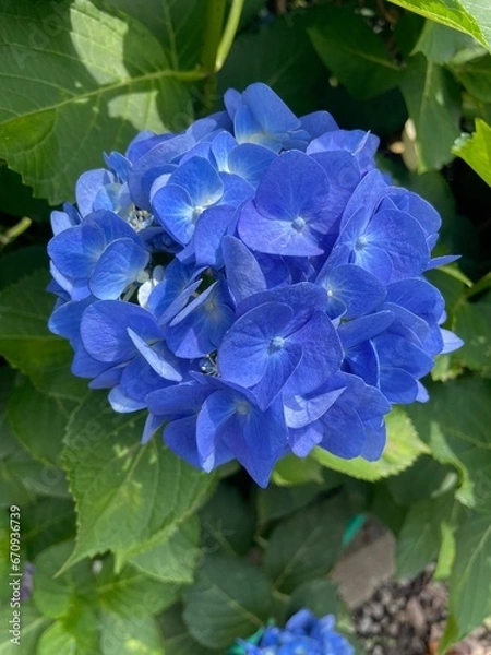 Fototapeta Hydrangea Flower
