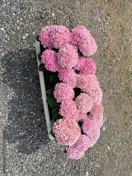 Fototapeta Hydrangea Flower
