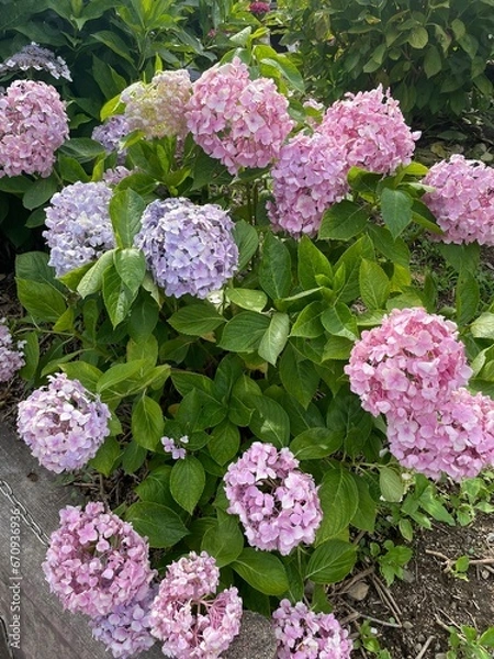 Obraz Hydrangea Flower
