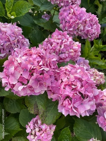 Fototapeta Hydrangea Flower