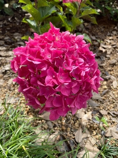 Obraz Hydrangea Flower