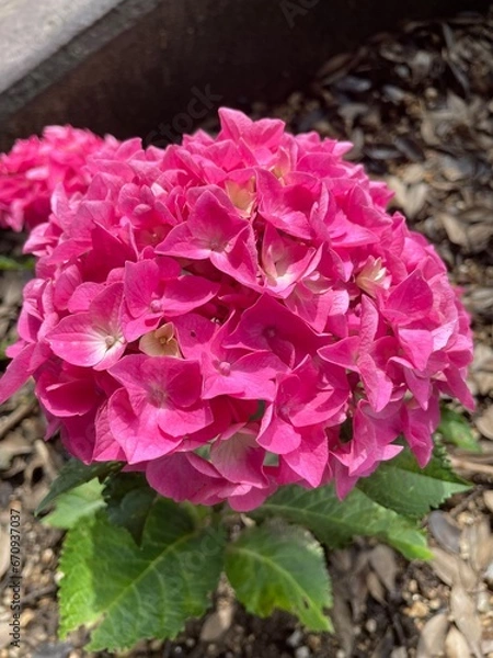 Obraz Hydrangea Flower