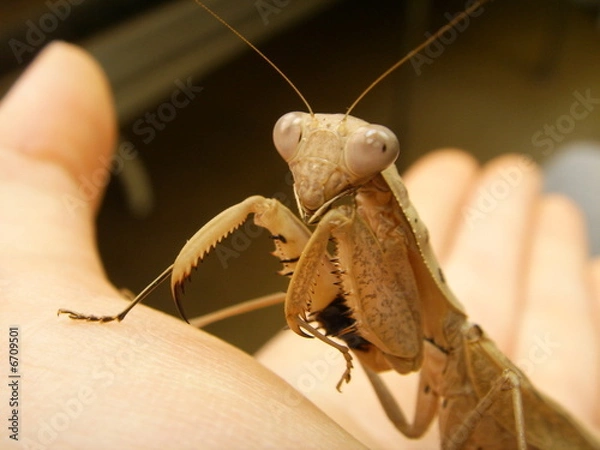 Fototapeta Mantidae.
