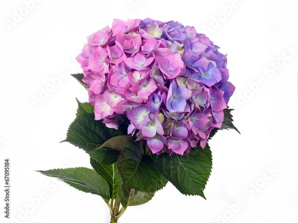 Obraz hortensia