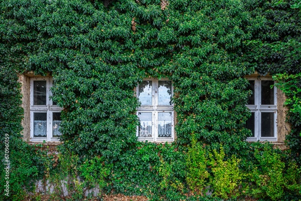 Fototapeta Three white wooden windows on the facade of the building overgrown with green dense ivy.