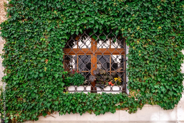 Fototapeta A wooden window behind an ornate metal lattice on the wall of an apartment building overgrown with green ivy.