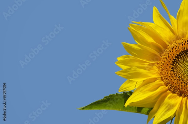 Fototapeta Sunflower