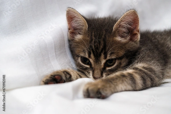 Obraz A small tabby kitten lies in a white fabric with folds.