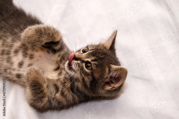 Fototapeta A small tabby kitten lies in a white fabric with folds.