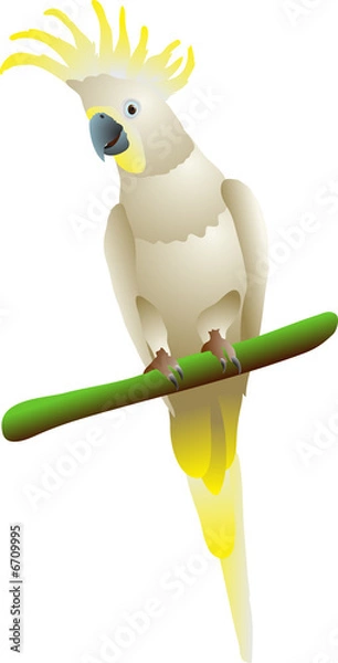 Fototapeta cockatoo