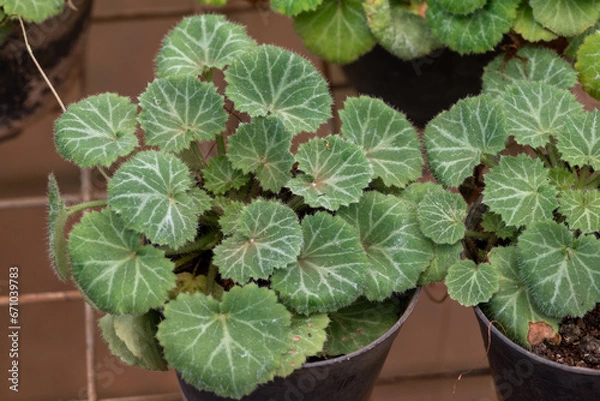 Fototapeta Saxifraga stolonifera is a perennial flowering plant known by several common names, including creeping saxifrage, strawberry saxifrage, creeping rockfoil, Aaron's beard, mother of thousands