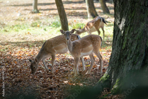 Fototapeta European fallow deer in the autumn forest in the glow of the sun