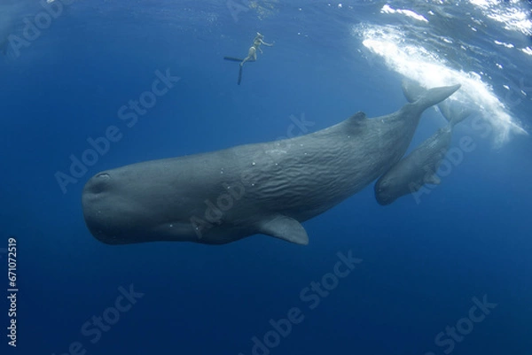 Obraz Sperm whale near the surface. Whales in Indian ocean. The biggest toothed whale on the planet. Marine life in ocean. 