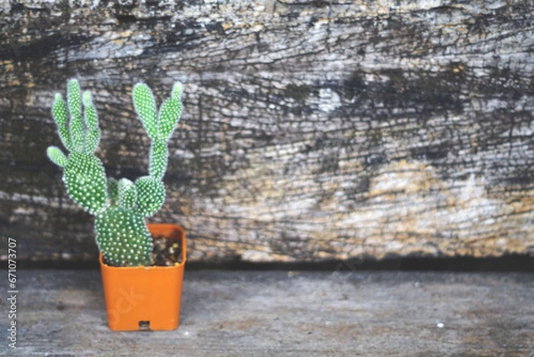 Obraz cactus in a pot