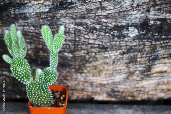 Obraz cactus in a pot