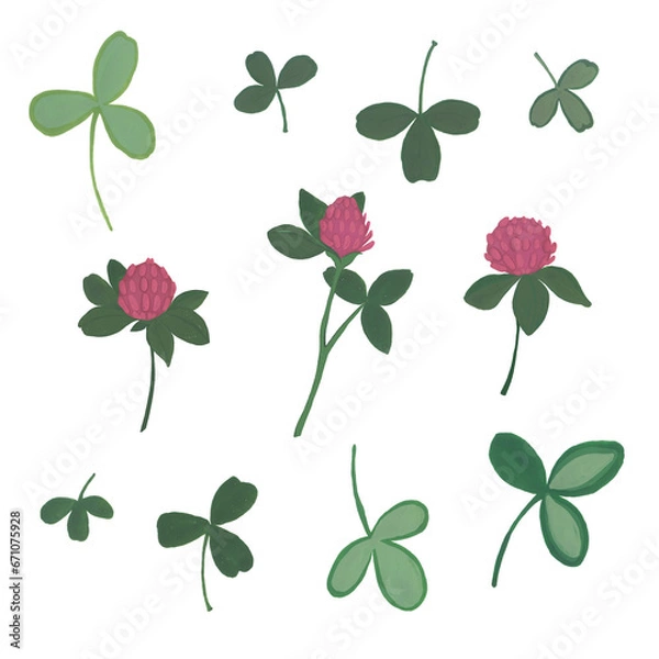 Fototapeta Clover flower, petals and leaves. Gouache illustration. Isolated objects on a white background.