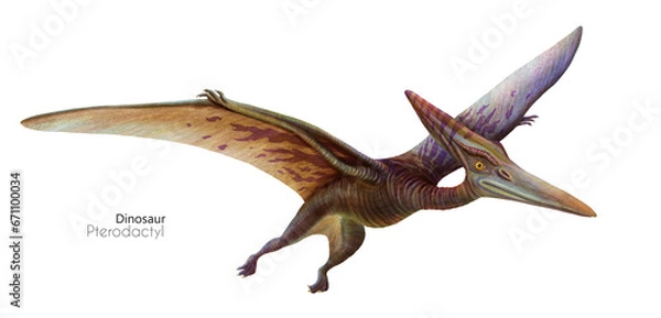 Fototapeta Illustration of a flying pterodactyl.  Flying brown dinosaur. Predator in flight.