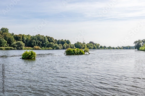 Fototapeta Maas river with calmly flowing waters between abundant green leafed trees, two islets of wild plants floating, sunny summer day with hazy blue sky in background, Eijsden in South Limburg, Netherlands