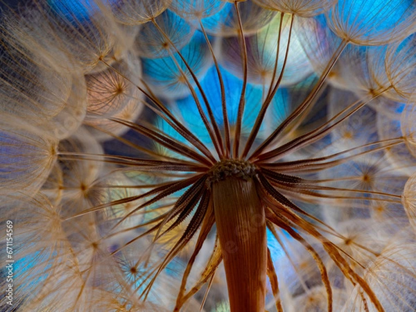 Fototapeta flower fluff, dandelion seeds - beautiful macro photography with abstract bokeh background