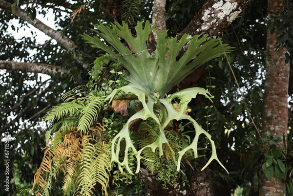 Fototapeta Large staghorn fern (Platycerium holttumii) growing as an epiphytic plant on large tree in Thai National park