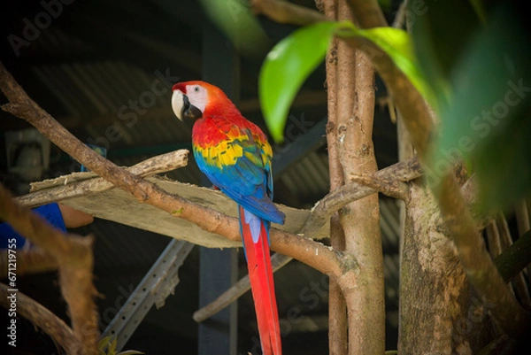 Fototapeta AMAZON PARROT