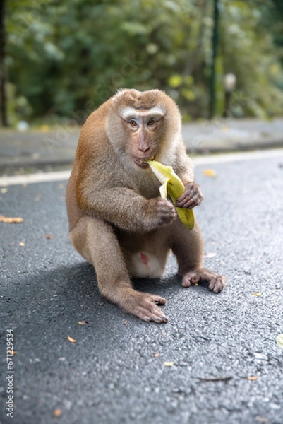 Obraz monkey eating banana