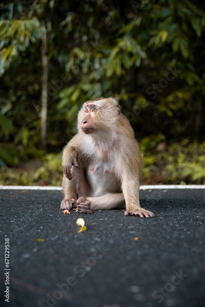 Fototapeta monkey thinking about life