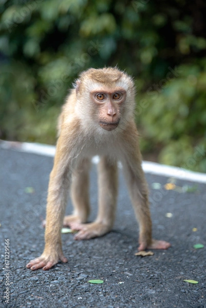 Fototapeta young monkey