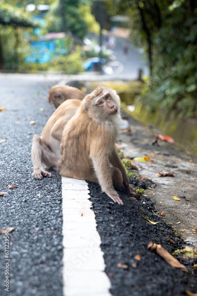 Fototapeta monkey looking at the camera
